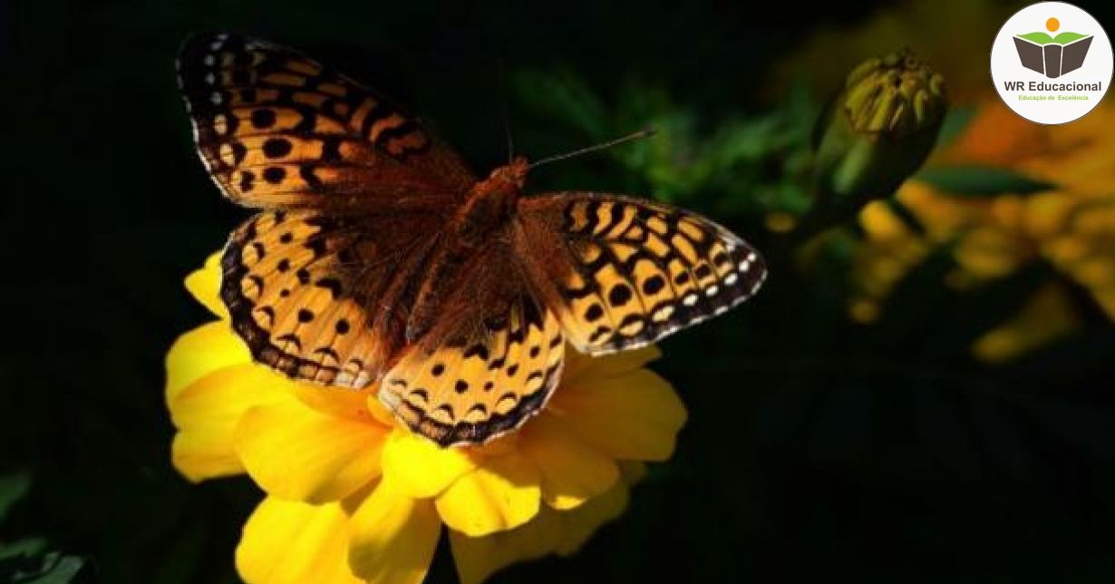 A IMPORTÂNCIA DA BIODIVERSIDADE