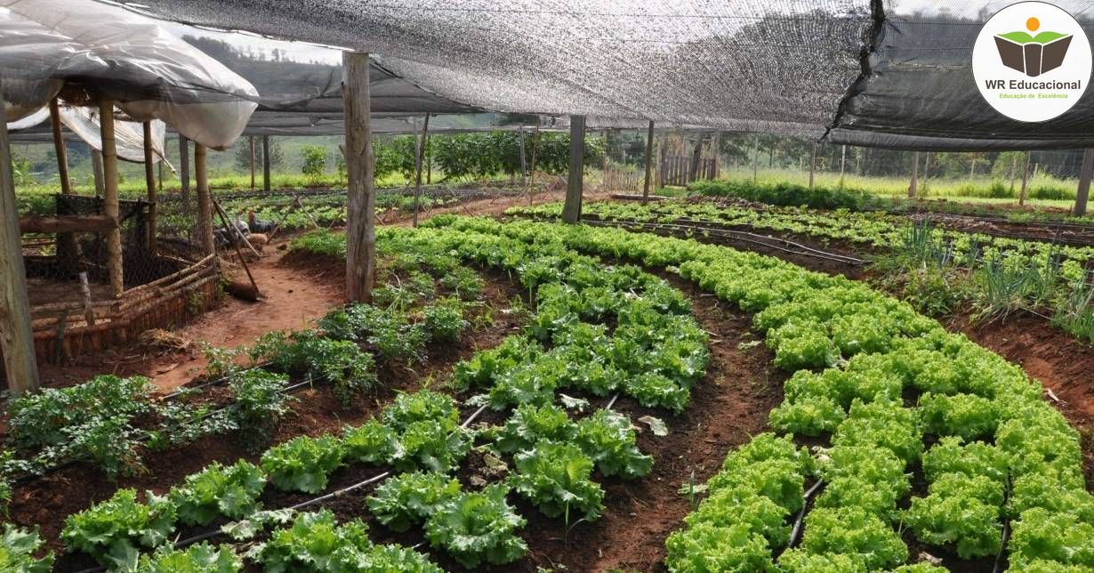 NOÇÕES BÁSICAS EM AGRICULTURA ORGÂNICA