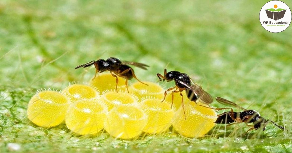 CONTROLE BIOLÓGICO E MANEJO DE PRAGAS NA AGRICULTURA SUSTENTÁVEL