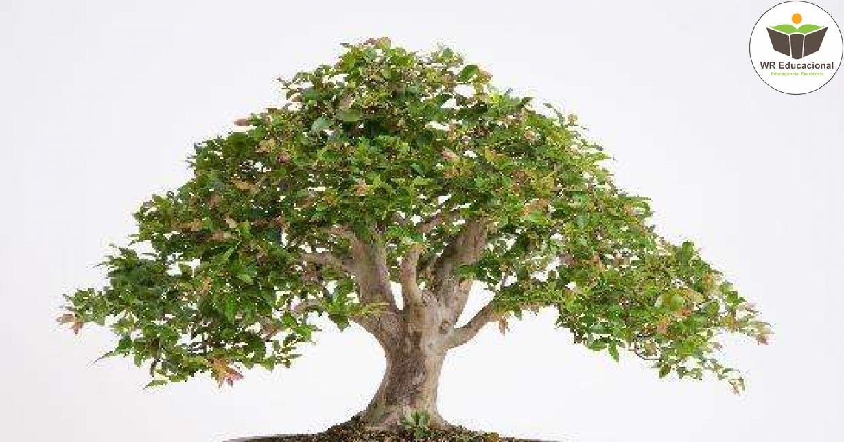 CULTIVO DE BONSAI