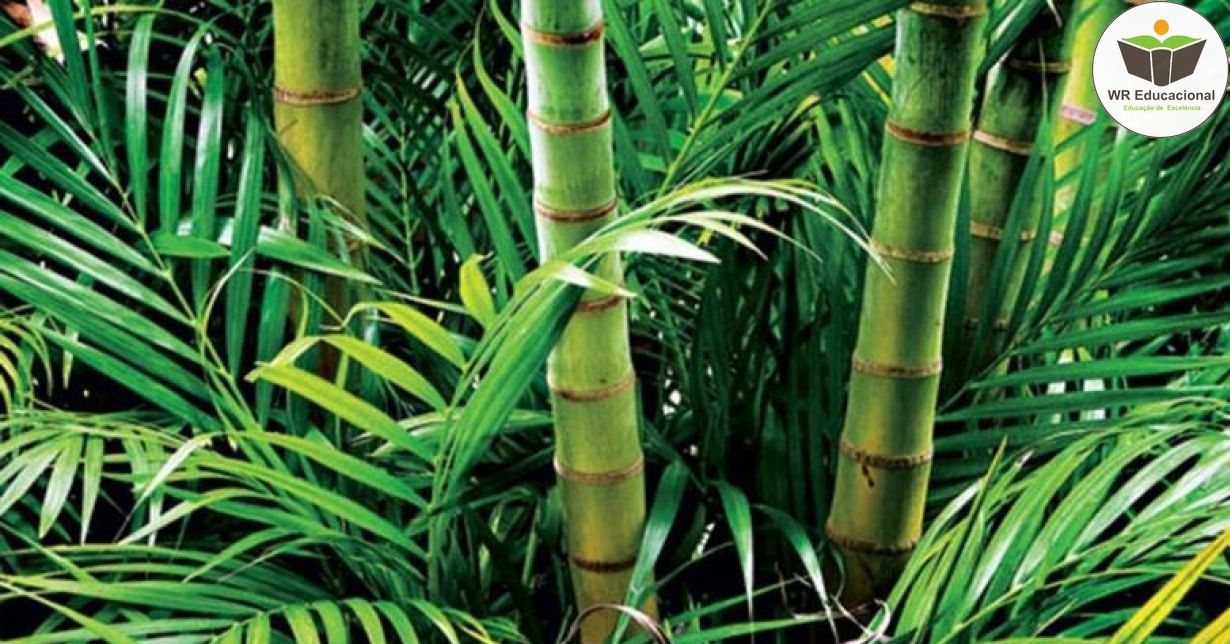 MÉTODOS PARA O MANEJO CORRETO DO BAMBU