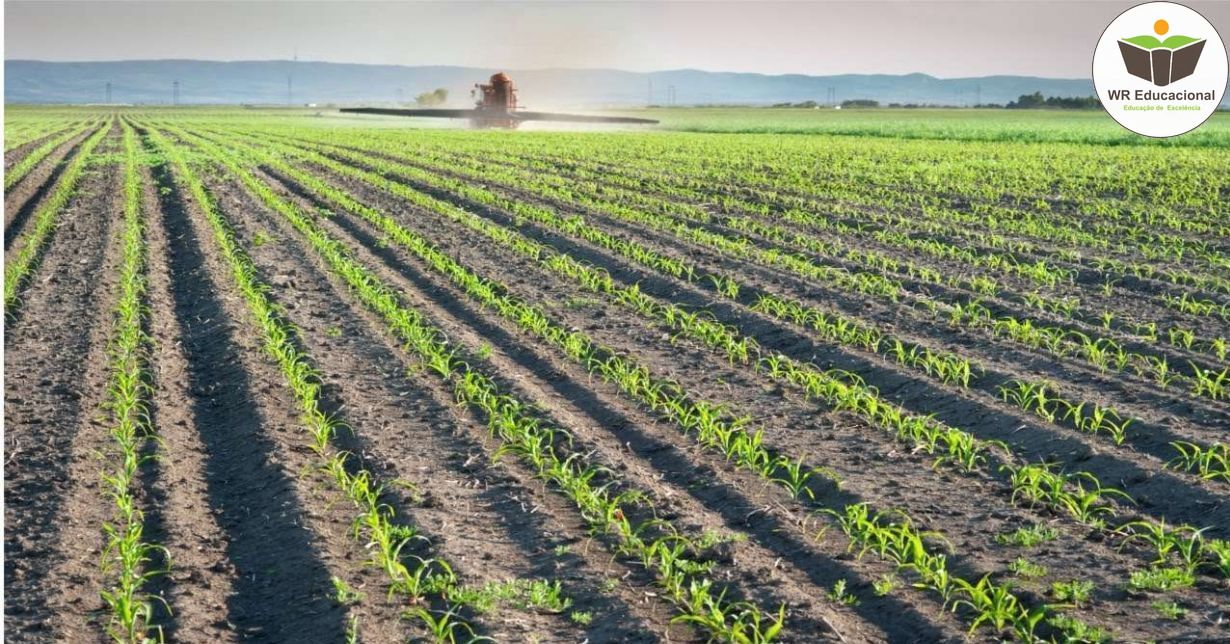 NOÇÕES BÁSICAS EM PRODUÇÃO DE MILHO