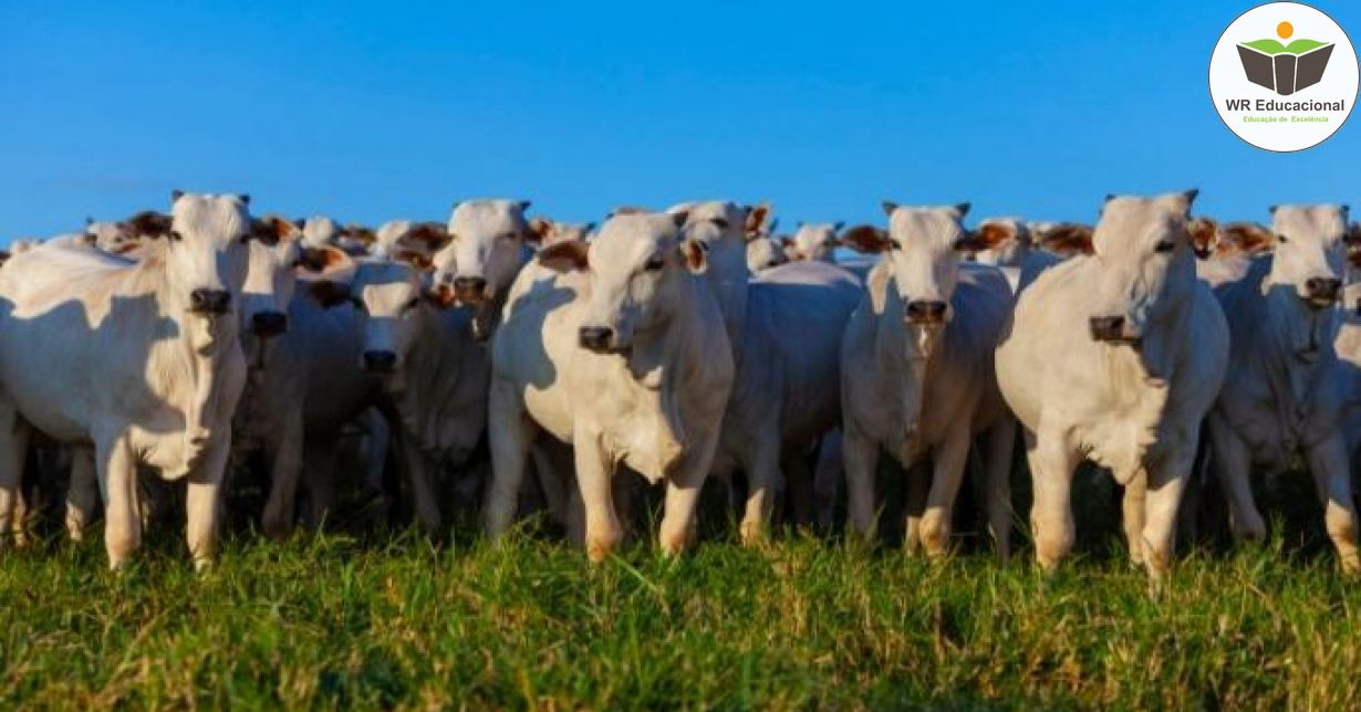 SUPLEMENTAÇÃO PARA ANIMAIS EM PASTO