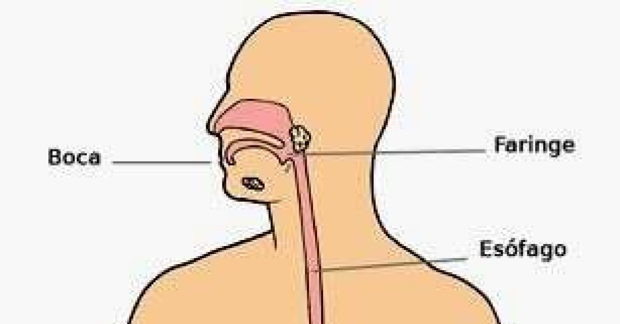 NOÇÕES BÁSICAS DE SISTEMA DIGESTIVO