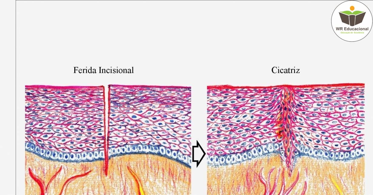 NOÇÕES BÁSICAS EM HISTOLOGIA