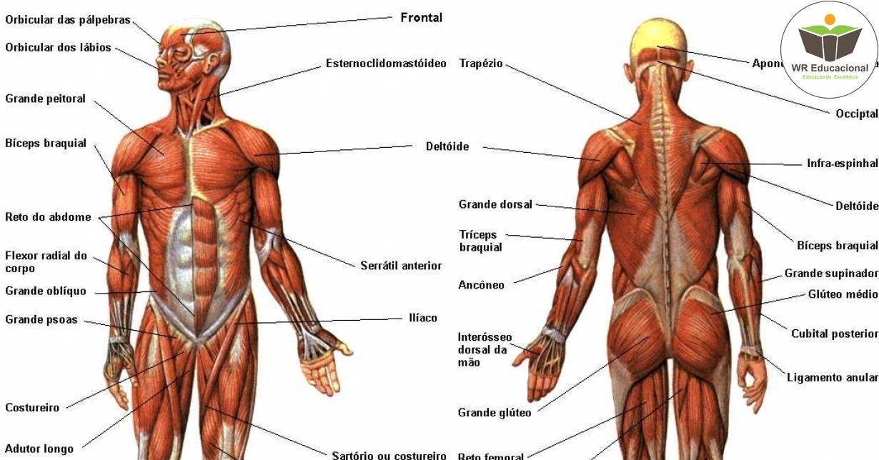 NOÇÕES BÁSICAS À ANATOMIA DOS SISTEMAS