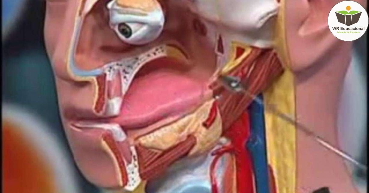 NOÇÕES BÁSICAS EM ANATOMIA DOS SISTEMAS