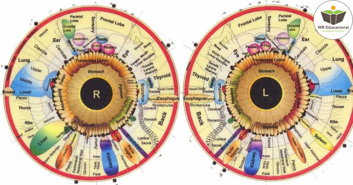 NOÇÕES BÁSICAS EM IRIDOLOGIA